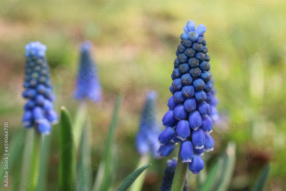 Szafirek Muscari Szafirek Muscari