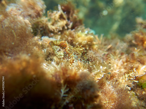 Fish on a rock. It is a blenny that is shallow. Familia Tripterygiidae. Tripterygion tartessicum