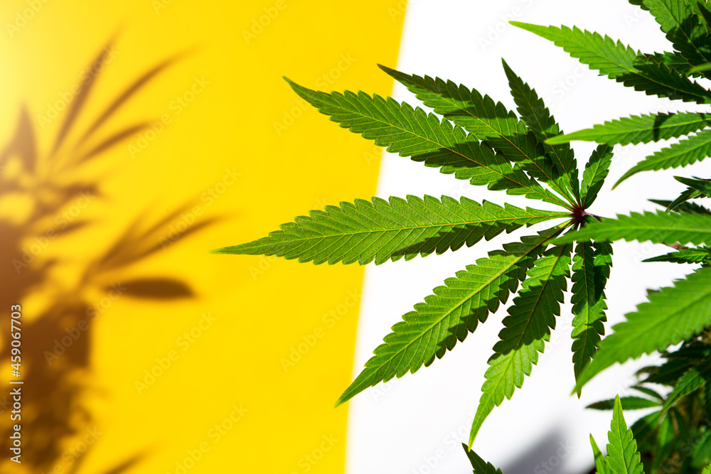 A cannabis bush in bright light with a white and yellow background with a shadow. Medicinal marijuana leaves of the Jack Herer variety are a hybrid of sativa and indica. Growing a home plant