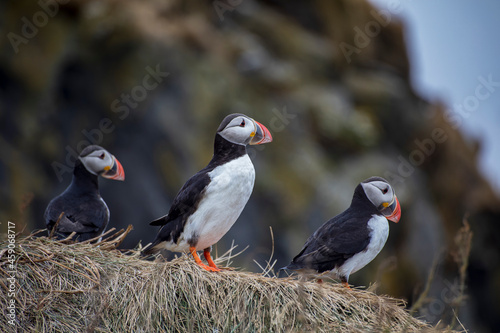 Icelandic puffin bird in their natural habitat along the cliffs by the shore in Iceland.