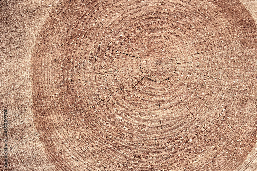 Naklejka premium Saw cut of a large tree with annual rings