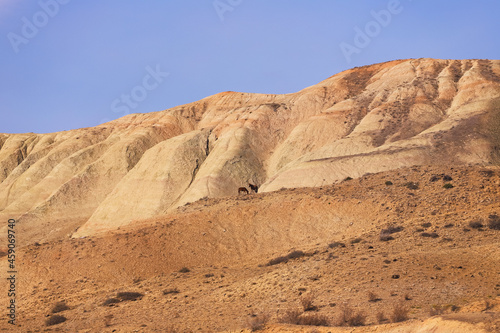 Horses graze in the mountains. Khizi region. Azerbaijan.