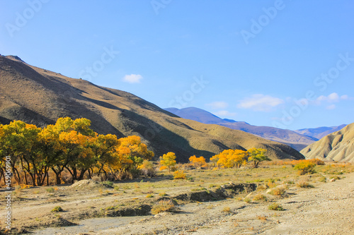 Yellow trees by the river. Khizi region. Azerbaijan.