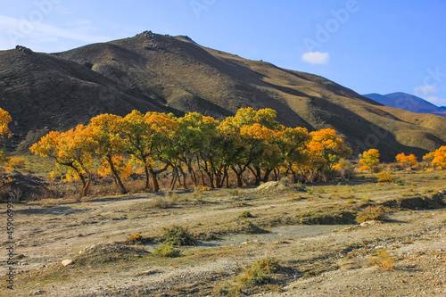 Yellow trees by the river. Khizi region. Azerbaijan.