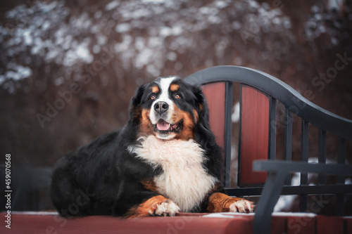 A cute Bernese mountain dog lying on a snow-covered red wooden bench against the backdrop of a foggy winter landscape. The mouth is open