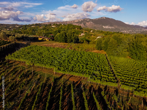 Tableau sur toile harvesting cesanese's vineyards in Olevano Romano, Lazio, Italy