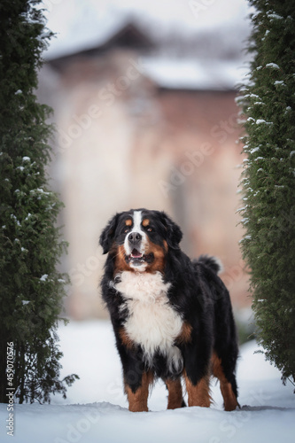 Fototapeta Naklejka Na Ścianę i Meble -  A cute Bernese Mountain Dog standing in a deep snowdrift and looking away against a foggy winter landscape. The mouth is open. Stone house on the background. Snowflakes fly