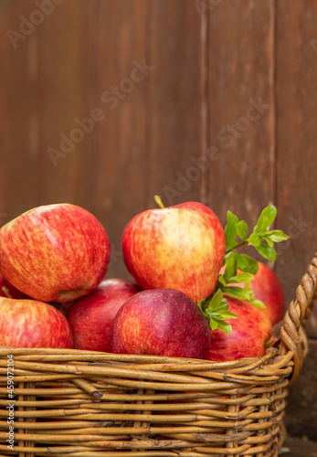 red and yellow fresh apples on natural background outdoors  healthy eating  autumn harvest  farming. 