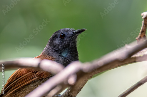 Nature wildlife image of Chestnut-winged Babbler bird standing on tree branches photo