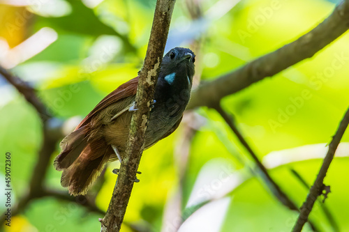 Nature wildlife image of Chestnut-winged Babbler bird standing on tree branches photo