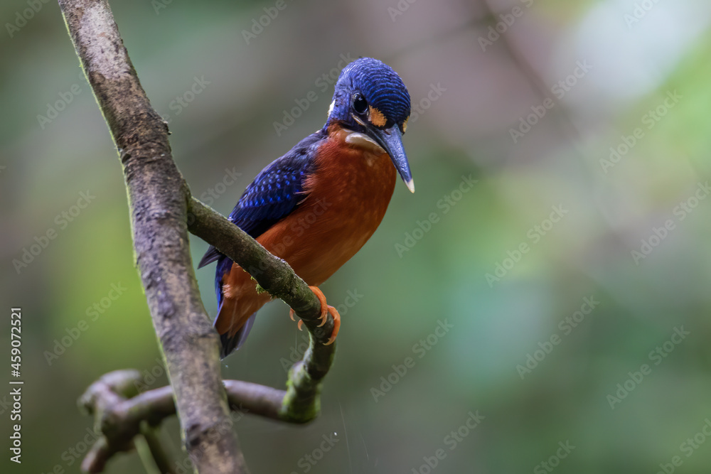 Obraz premium Nature wildlife image of blue-eared kingfisher bird (Alcedo meninting) standing on tree branch