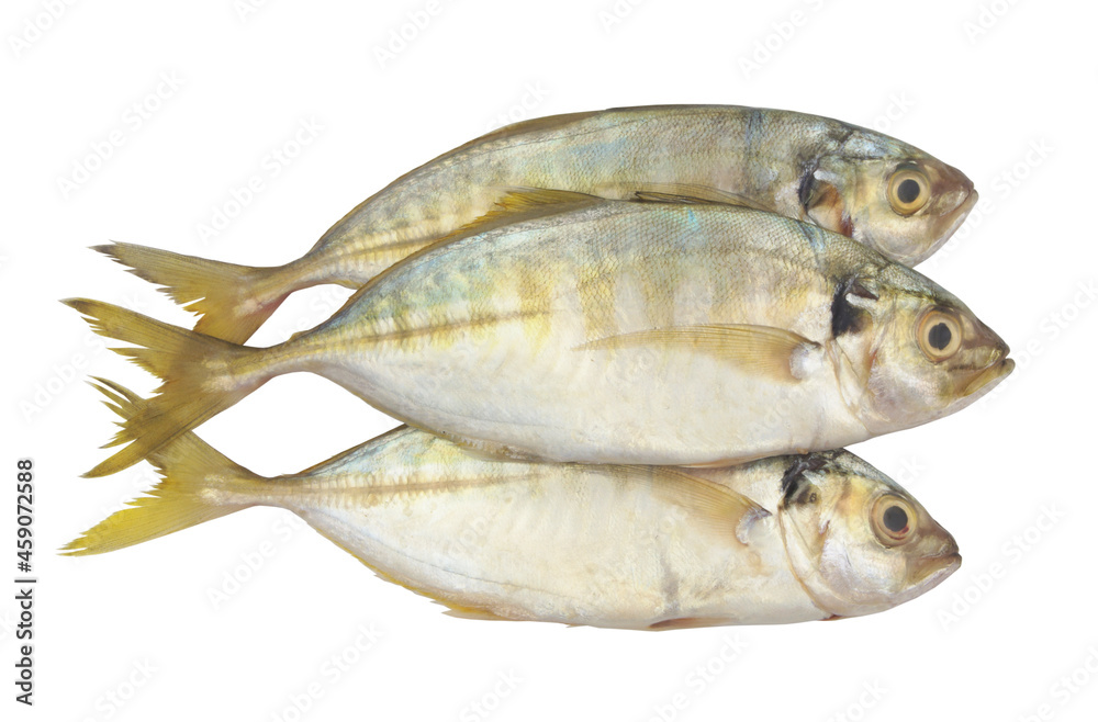 Yellow strip trevally fish isolated on white background Yellow strip trevally fish isolated on white background