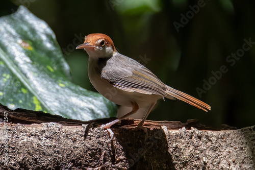 Nature wildlife image of The rufous-tailed tailorbird (Orthotomus sericeus) photo