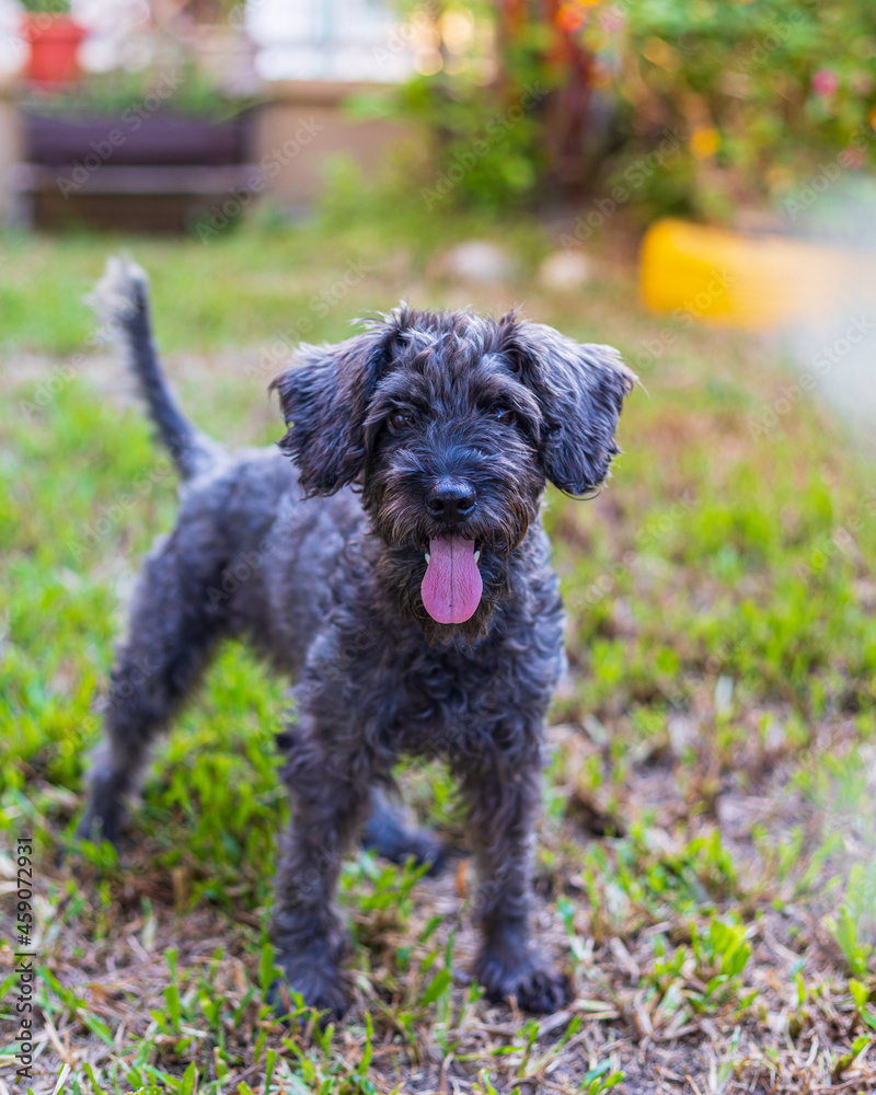 Portrait image of Cute puppy Toy Poodle sit at green garden