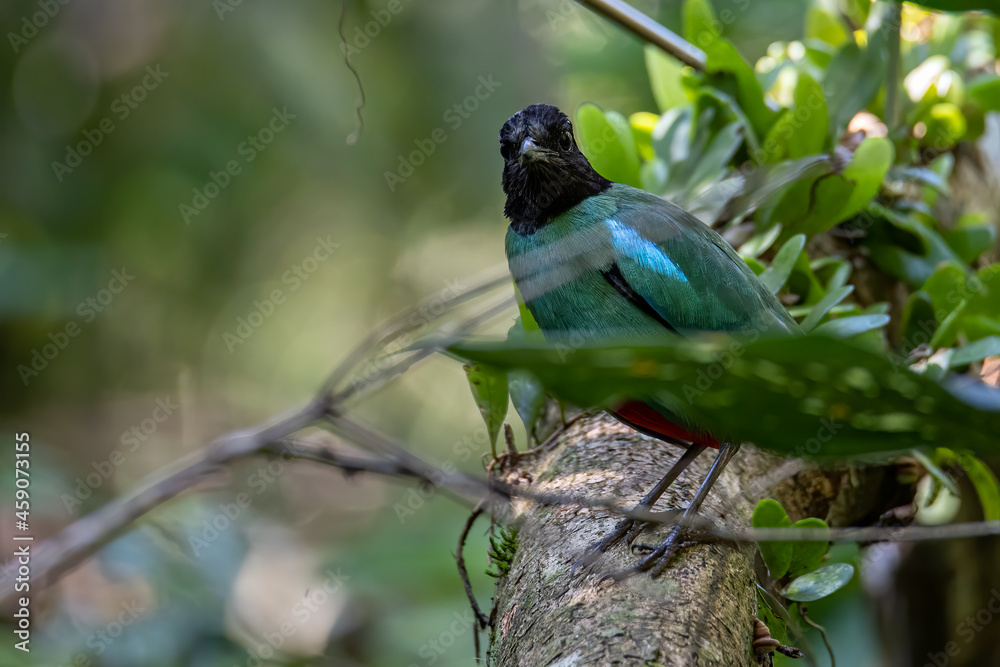 Fototapeta premium Nature Wildlife image of Borneo Hooded Pitta (Pitta sordida mulleri) on Rainforest jungle