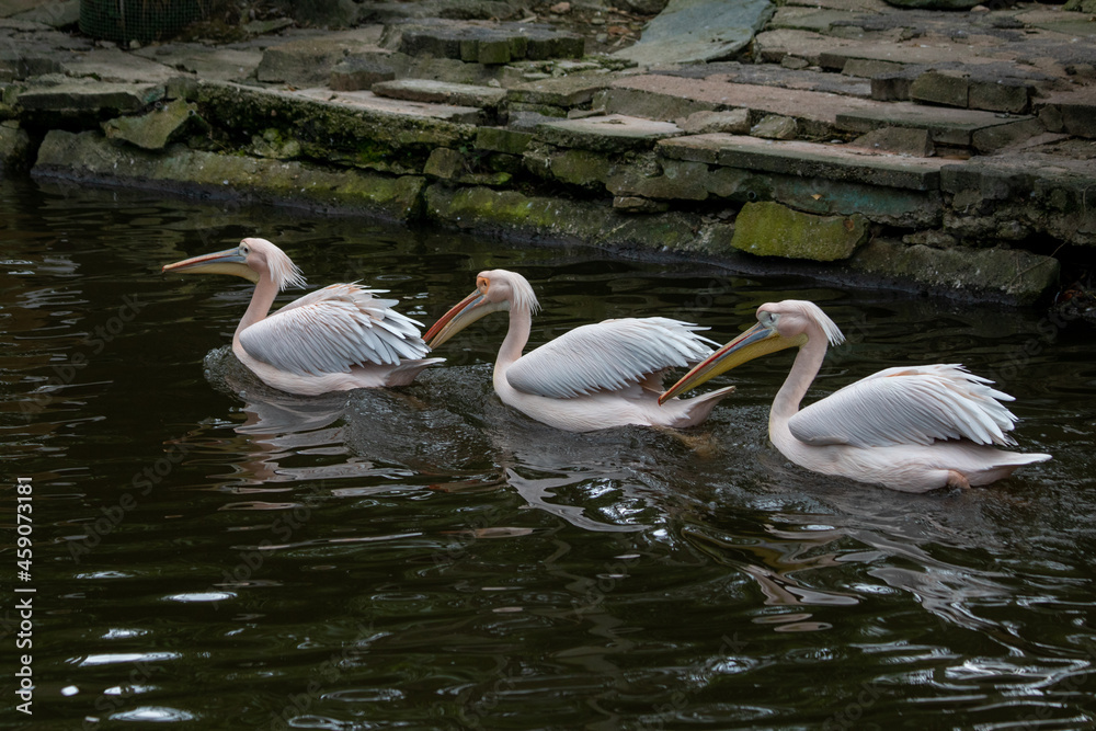 3 Pelikane in der Reihe