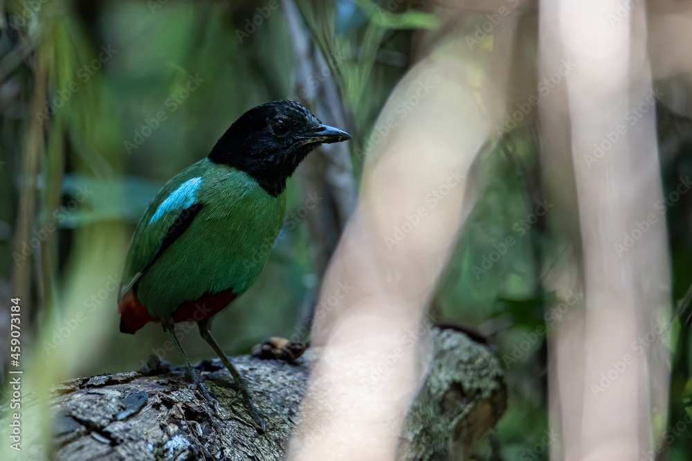 Nature Wildlife image of Borneo Hooded Pitta (Pitta sordida mulleri) on Rainforest jungle Nature Wildlife image of Borneo Hooded Pitta (Pitta sordida mulleri) on Rainforest jungle