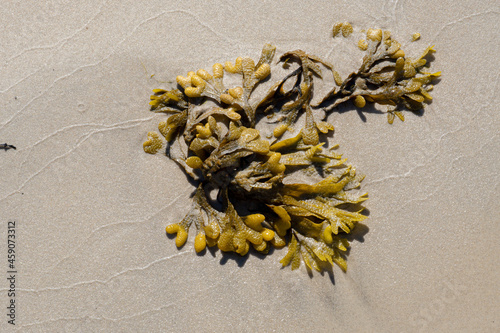 Obraz na płótnie morszczyn na plaży na Bałtyku.
Fucus vesiculosus w salonie