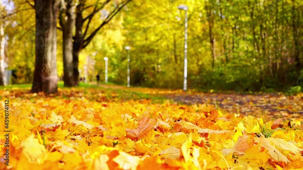 During the long autumn days, the golden leaves fall slowly and softly onto the ground, covering it with a golden color.