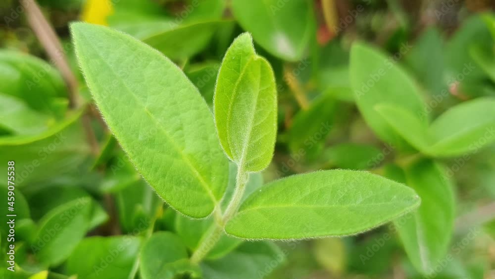 Beautiful nature, macro video in 4K Beautiful nature, macro video in 4K