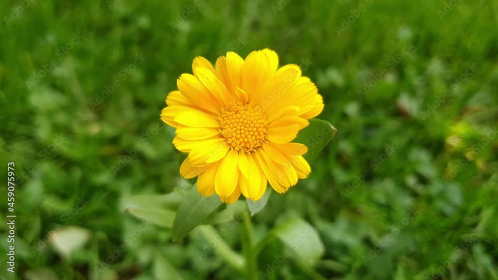 Beautiful nature, macro video in 4K Beautiful nature, macro video in 4K