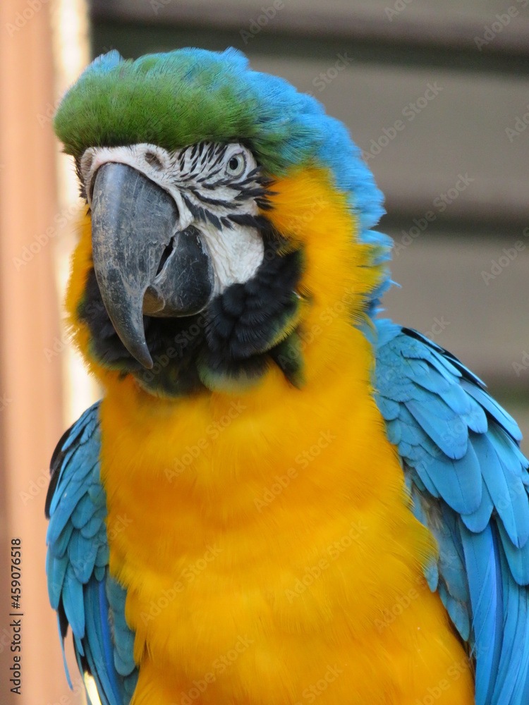 Naklejka premium ルリコンゴウインコ