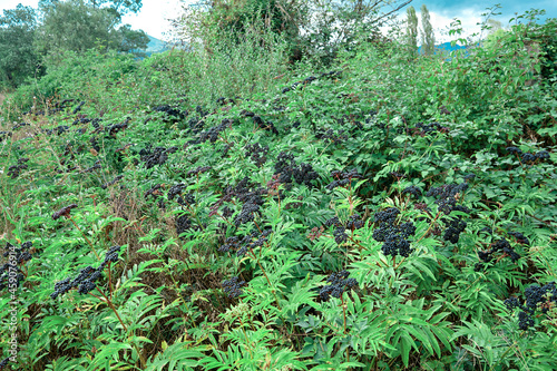 Sambucus ebulus, wild berries