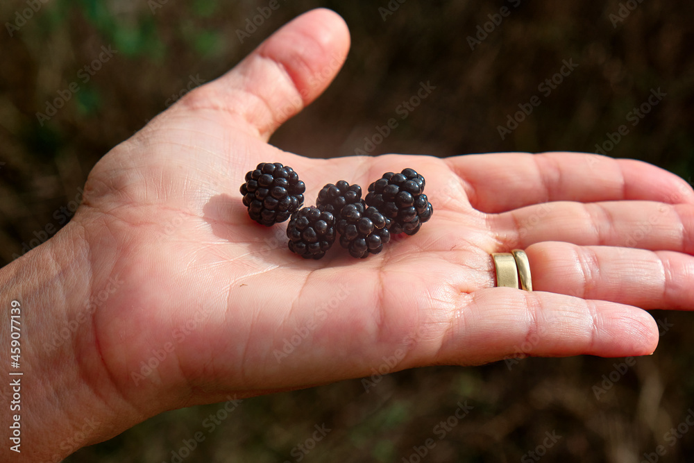 Girl's hand with some beautiful Blackberries of Rubus ulmifolius, a species of wild blackberry known by the common Spanish name zarzamora. Girl's hand with some beautiful Blackberries of Rubus ulmifolius, a species of wild blackberry known by the common Spanish name zarzamora.