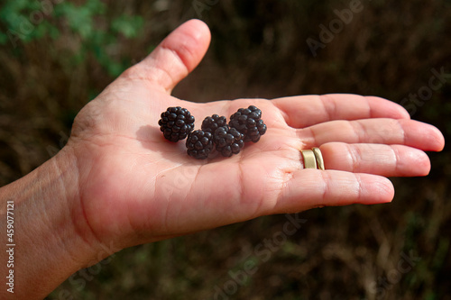Blackberries from Rubus ulmifolius, a species of wild blackberry known by the common Spanish name zarzamora. It is native to Europe and North Africa. © Daniel