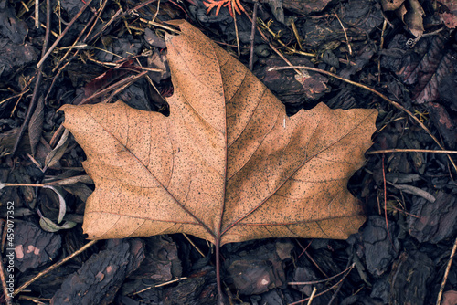 Dry brown maple leaf closeup with wet dark-brown bark pieces in the background. Autumn leaf silhouette and texture. photo