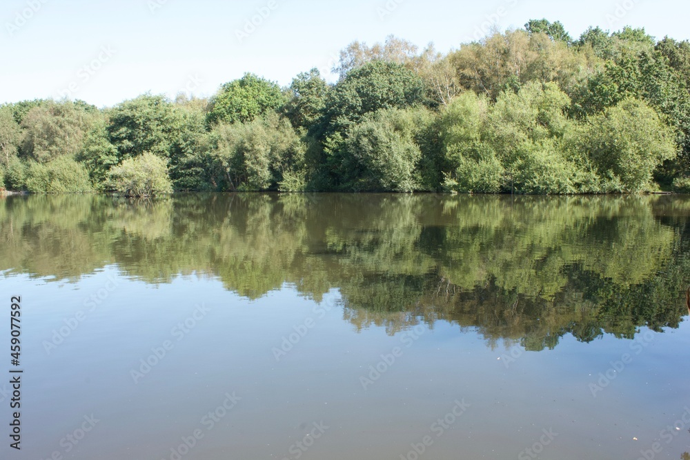 reflection of trees in the water