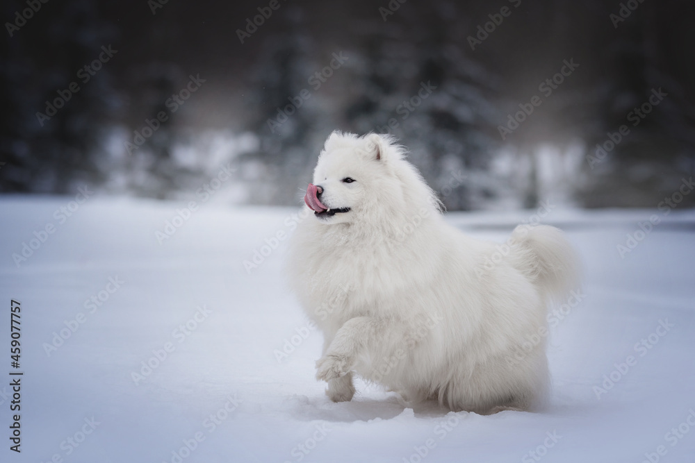 A funny white fluffy Samoyed running through deep snowdrifts against the backdrop of a foggy winter forest. Paws in the air. The mouth is open.