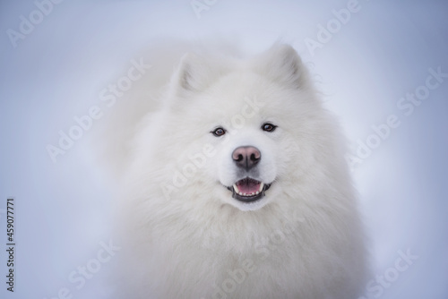 Funny white fluffy Samoyed with a pink nose on the background of a winter foggy landscape. Looking into the camera. The mouth is open