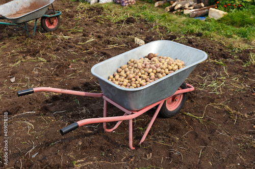 Garden wheelbarrow with a crop of potatoes in the garden.