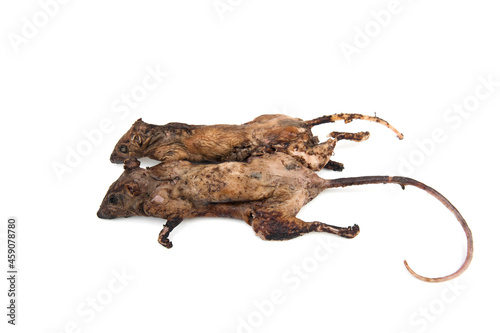 Grilled rat isolated on white background. traditional asian street thai food.