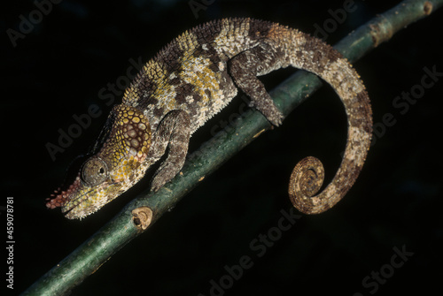 Cameleon à capuchon, male, Chamaeleo brevicornis, Madagascar photo