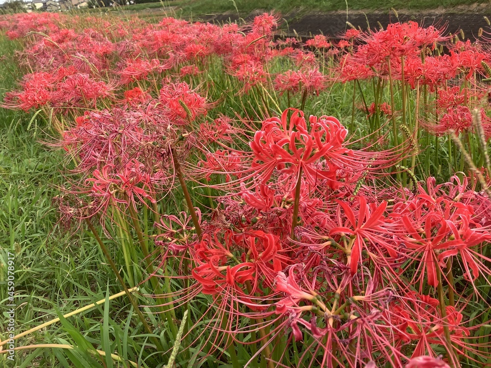 Cluster amaryllis along the Yakachi River on the Chita Peninsula Cluster amaryllis along the Yakachi River on the Chita Peninsula