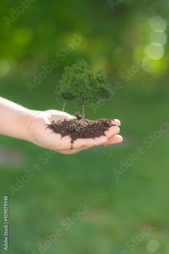 hand holdig big tree growing on green background with sunshin