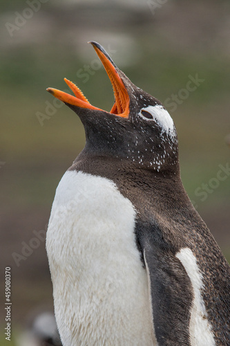 Un manchot papou vu de profil le bec ouvert sur une île des Falkland.