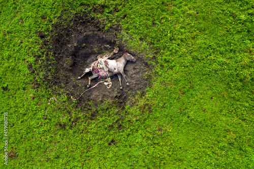 Drone photo of dead white horse killed and eaten by hawk predator birds. Cruel nature. Sad scene of torn body of endangered wild mustang with flesh, intestines, stomach, brain lying outside. Ecology
