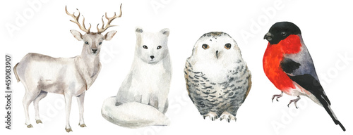 Isolated bullfinch, reindeer, polar fox and white owl. Traced vector watercolor set. Hand drawn illustration collection on white background. Water colour drawing.