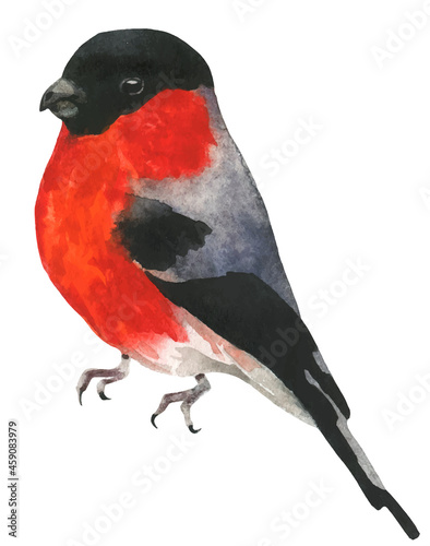 Isolated bullfinch. Traced vector watercolor. Hand drawn illustration on white background. Water colour drawing.