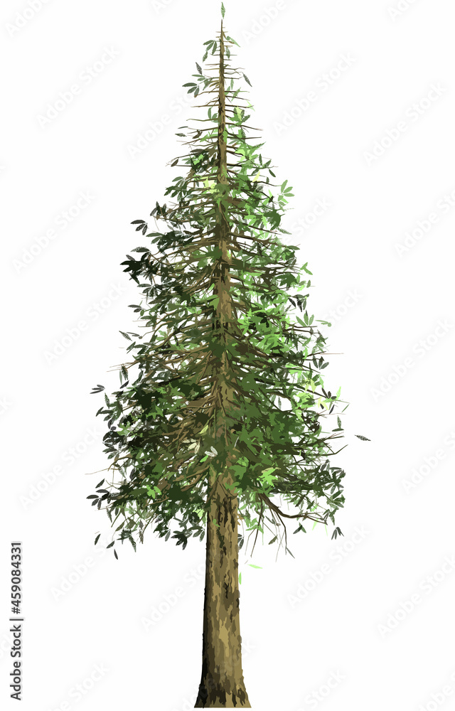 Obraz premium セコイアの木 2