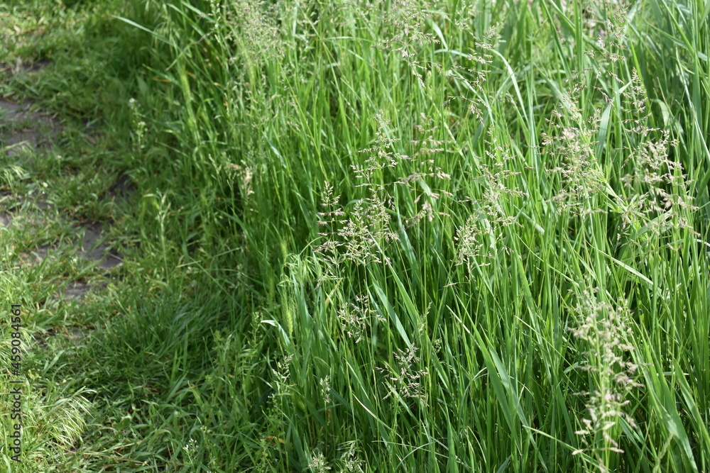green grass background green grass background