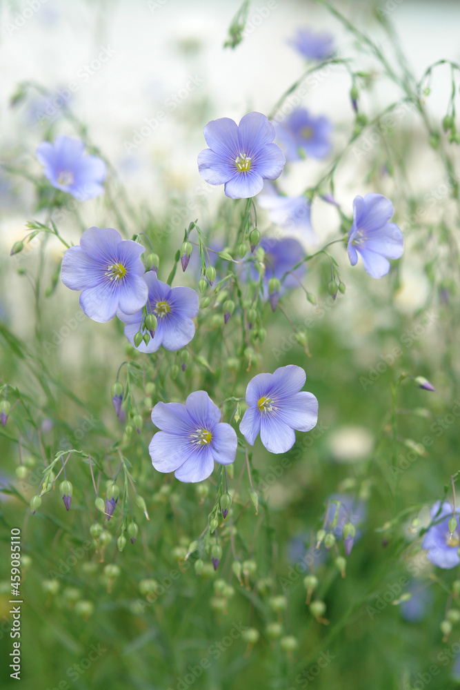 Blue flax flowers (Linum usitatissimum) in the meadow. Selective, soft focus Blue flax flowers (Linum usitatissimum) in the meadow. Selective, soft focus