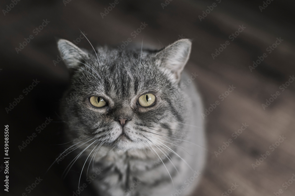 Gray British shorthair cat with yellow eyes indoors.