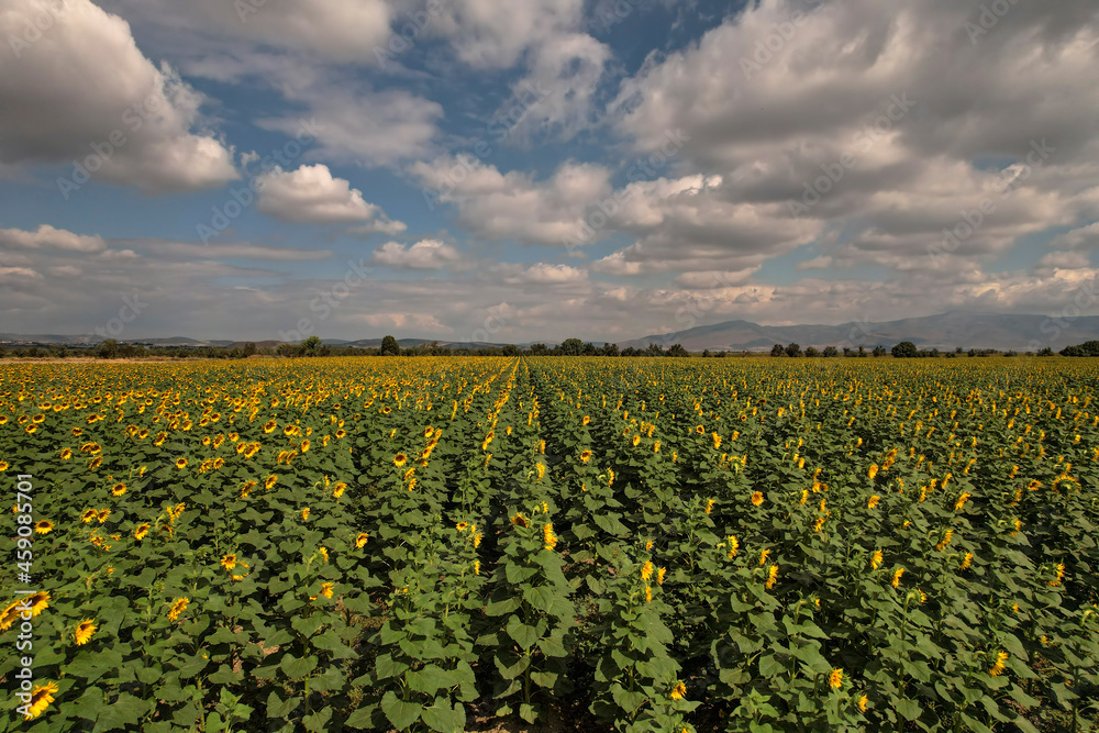 A cloudy sky and a natural field of sunflowers in the background