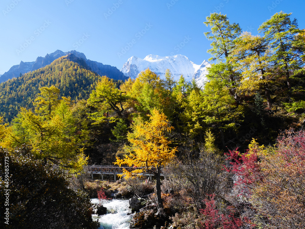 Wooden walkway in beautiful nature, colorful autumn leaves and the creek