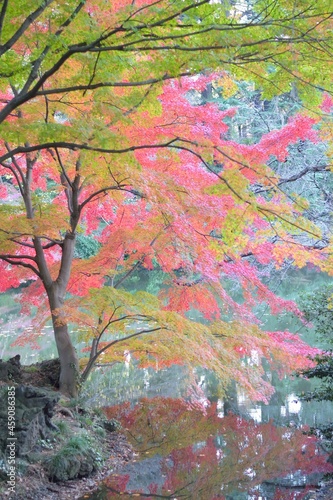 Landscape of colorful Japanese Autumn Maple leaves