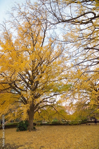 Wide angle landscape of colorful Japanese Autumn Ginkgo tree